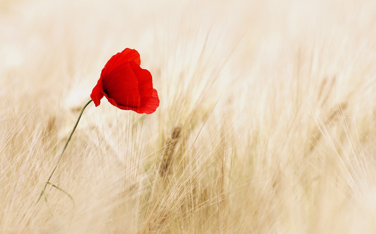 Energetic morning routine with red flowers.